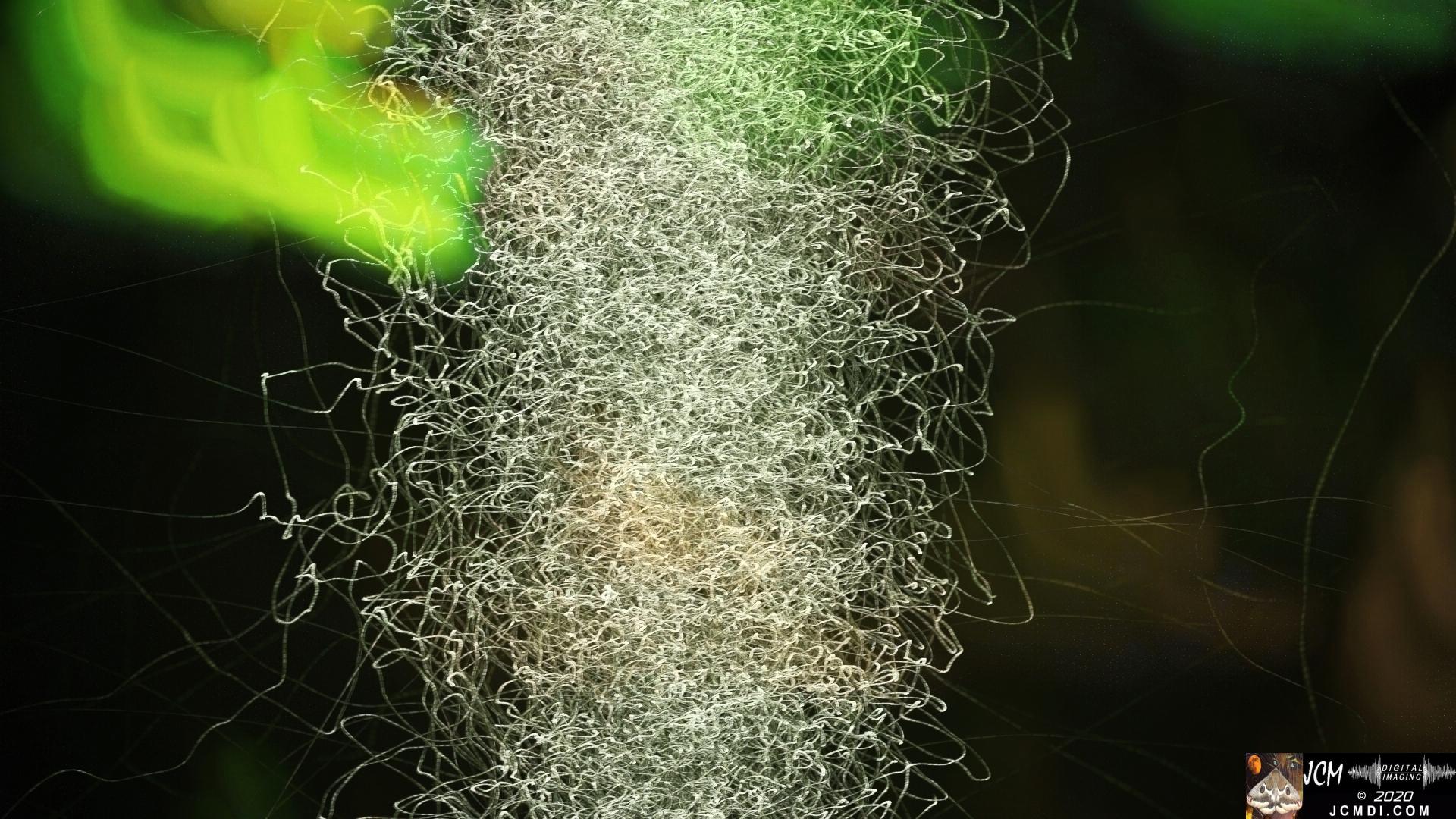 V25071b Tornado Bugs IRV C92, Composite NoDK 4x 0561